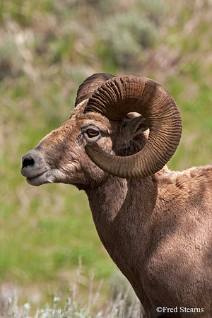 Yellowstone National Park Big Horn Ram